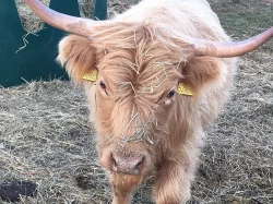 Highland