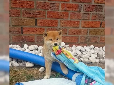 Shiba-inu Šiba inu