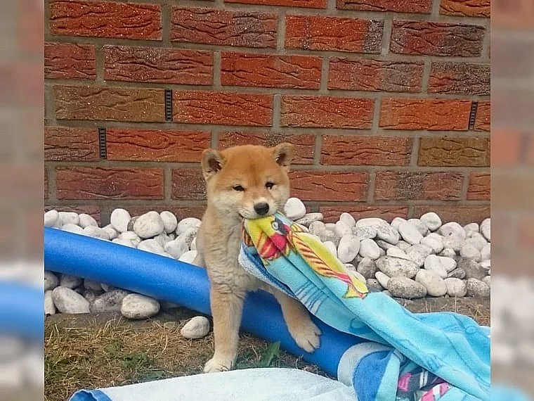 Shiba-inu Šiba inu