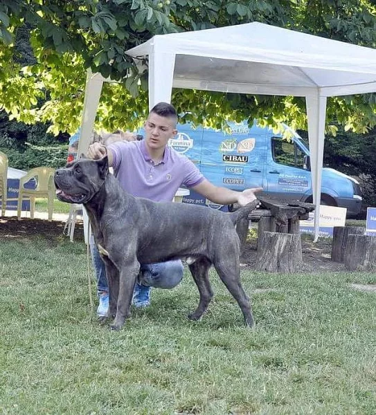 Cane Corso Top štěňata!