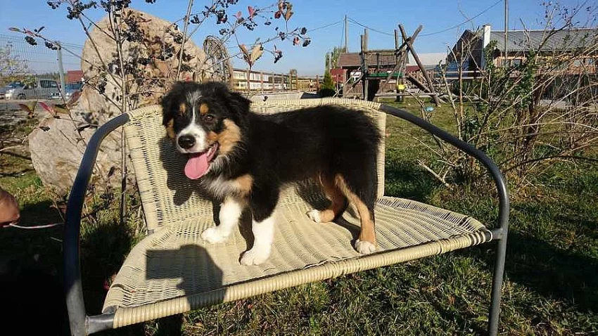 Štěňátka Border Kolie s PP
