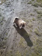 Akita-Inu