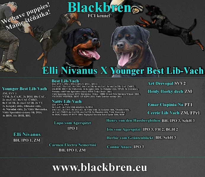 Rotvajler štěňátka