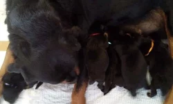 Rotvajler štěňátka