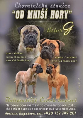 Bullmastiff