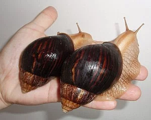 Daruji oblovky