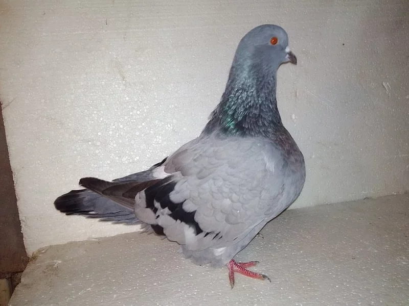 Prodám holuby MONDEN MODRÝ