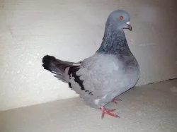 Prodám holuby MONDEN MODRÝ