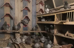 Prodám holuby MONDEN MODRÝ