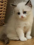 Čistokrevná koťata Ragdoll