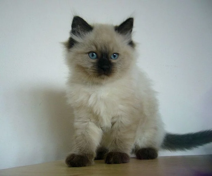 Čistokrevná koťata Ragdoll