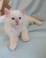 Čistokrevná koťata Ragdoll