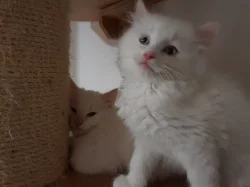 Čistokrevná koťata Ragdoll