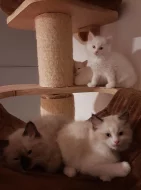 Čistokrevná koťata Ragdoll