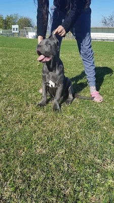 Nabízím špičkové štěně CANE CORSO - psa!