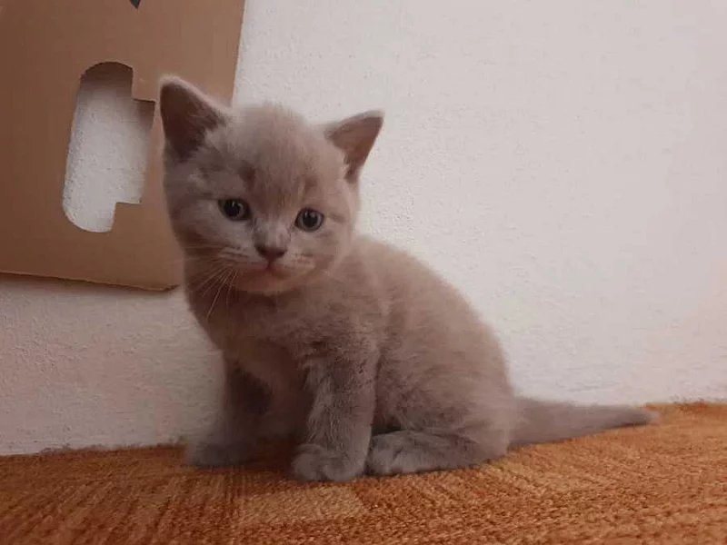 Predam krasneho kocurika Britskej Modrej