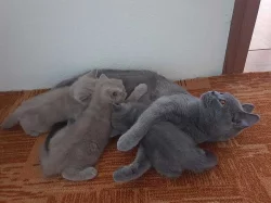 Predam krasneho kocurika Britskej Modrej
