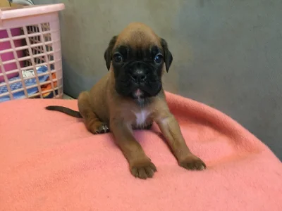 Nemecky Boxer stenata bez PP