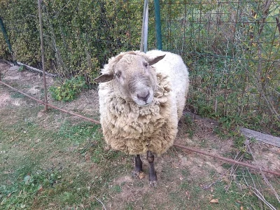 Prodám beránka Suffolk a ovečku Valašku