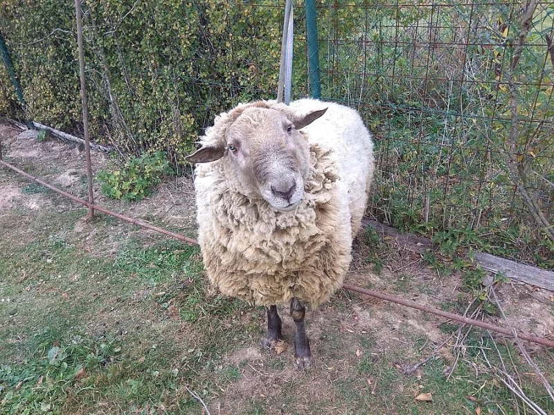Prodám beránka Suffolk a ovečku Valašku