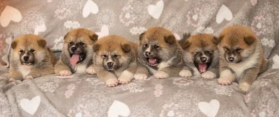 Akita Inu s PP nejlepší kamarád