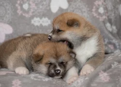 Akita Inu s PP nejlepší kamarád