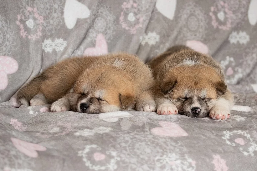 Akita Inu s PP nejlepší kamarád