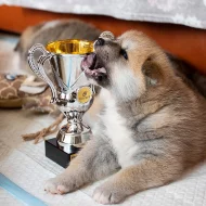 Akita Inu s PP nejlepší kamarád