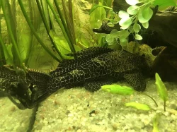 Rybyča do akvárka Gibbiceps 15 cm.