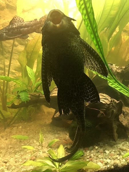 Rybyča do akvárka Gibbiceps 15 cm.