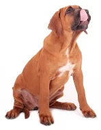 Tosa Inu štěňata s PP