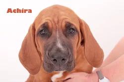 Tosa Inu štěňata s PP