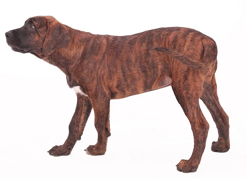 Tosa Inu štěňata s PP