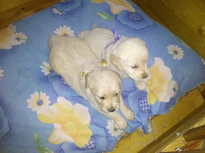 Zlatý retrívr, golden retriever - štěňata