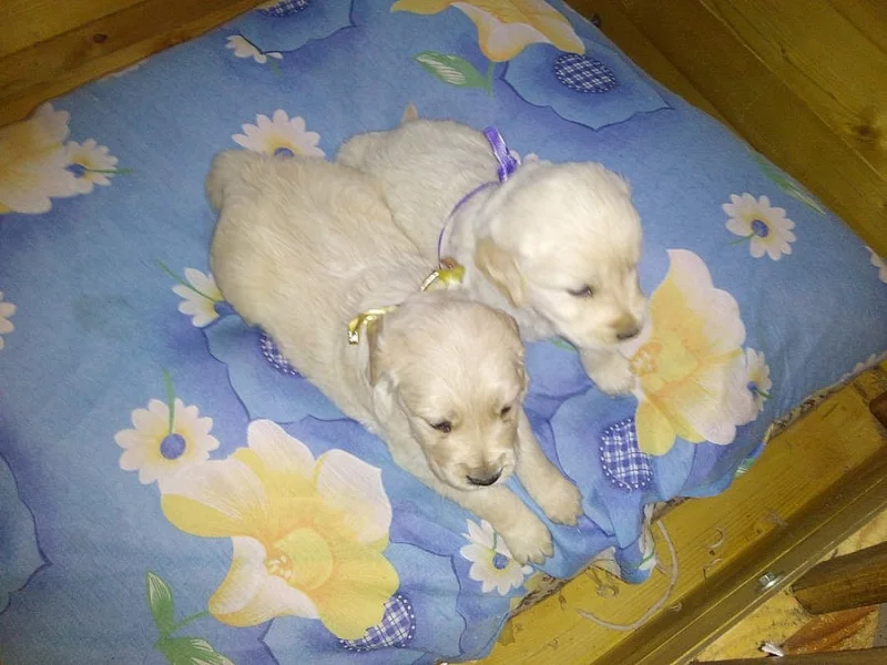 Zlatý retrívr, golden retriever - štěňata