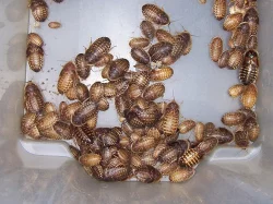 Živá Exotika 10.11. stůl 29,30