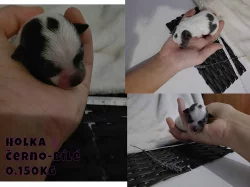 Štěňata čivavy