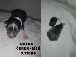 Štěňata čivavy