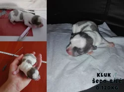 Štěňata čivavy