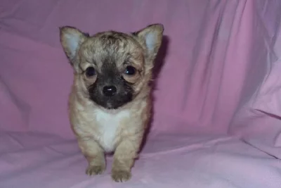 MINI ČIVAVA