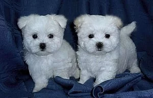 Maltipoo štěňata na prodej