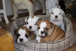 anglicky buldok s PP
