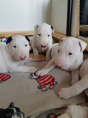 Štěňátka Bull Terrier