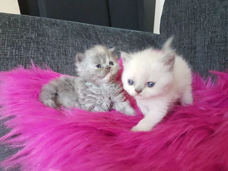 Roztomilé perské koťátka jsou k dispozici