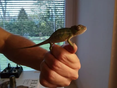 Chameleon pardálí Ambilobe