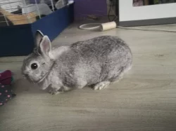 Daruji zakrslého králíka