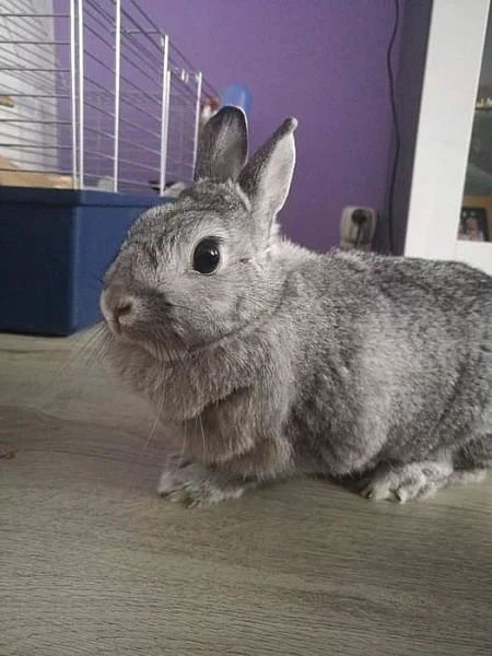 Daruji zakrslého králíka