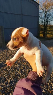Jack Russell teriér s PP