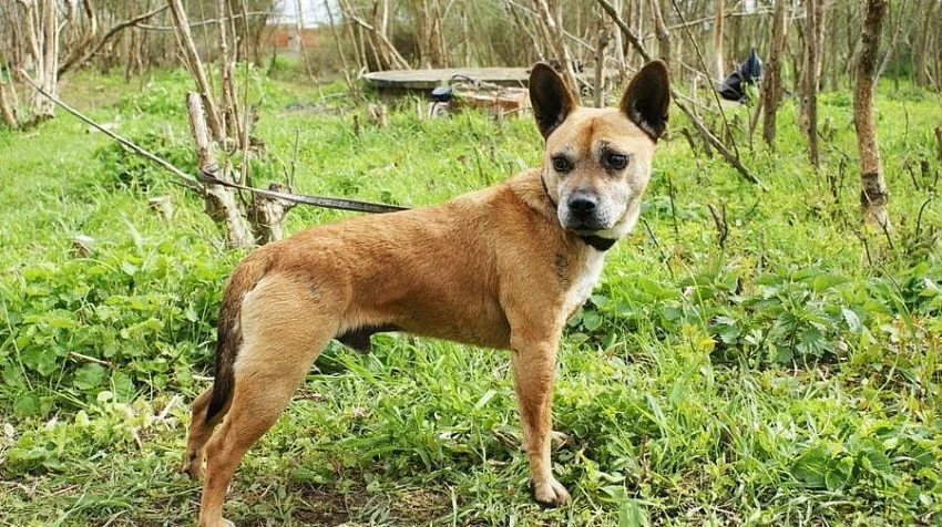 Bulík Tonda