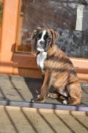 NĚMĚCKÝ BOXER s PP